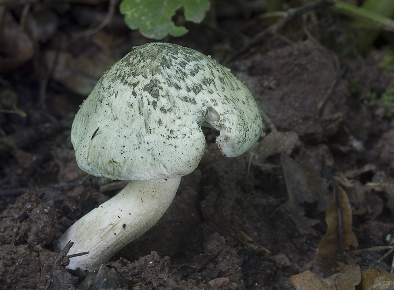 Inocybe corydalina